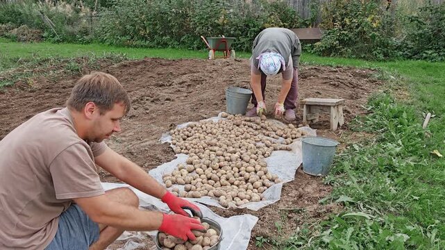 Man and woman sorting freshly dug potatoes on white cloth in vegetable garden, gathering rural autumn harvest, dacha outdoor work.
