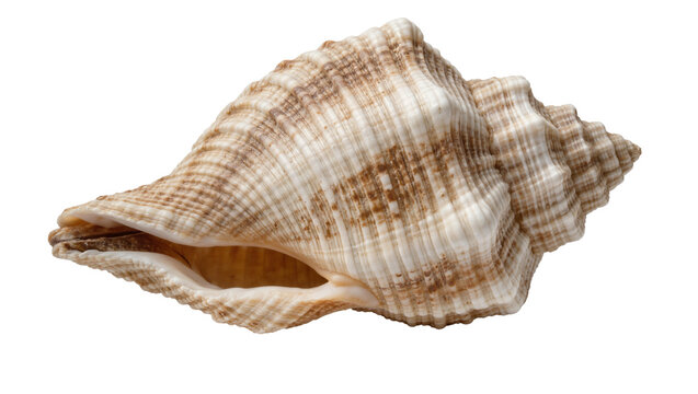 Detailed textured spiral seashell with brown stripes, isolated on transparent background