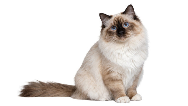 Fluffy Birman cat with blue eyes, sitting elegantly isolated on transparent background