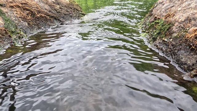 Water ripples steadily over a mossy rocky bank in a calm lake, warm sunlight reflecting on the moving surface as the gentle current flows past the earthy green shoreline edge throughout the scene.