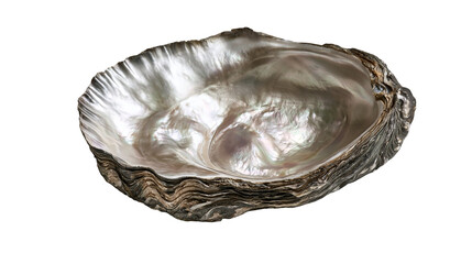 Iridescent polished oyster shell with smooth nacre interior and rough exterior © Peregrine