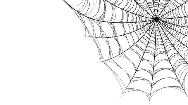 Intricate black spider web corner pattern with radial silk threads