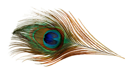 Iridescent peacock feather with vibrant blue and green eye pattern © Peregrine
