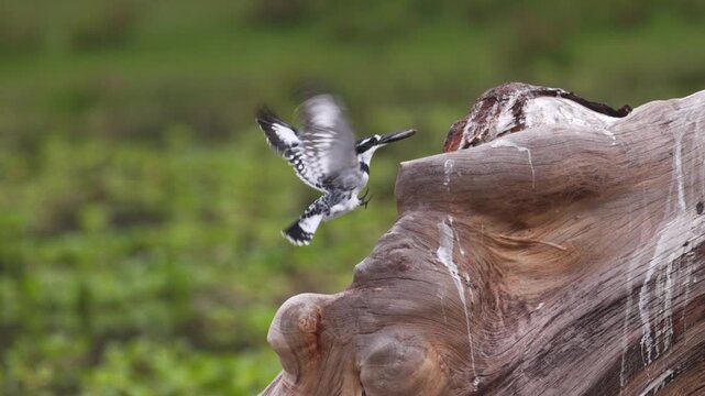 African birds flying over water and interacting with other wildlife in Maasai Mara, Kenya. Natural behavior and diverse birdlife photographed during a safari.