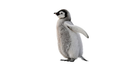 Cute small baby penguin standing looking left isolated on transparent background © Grace