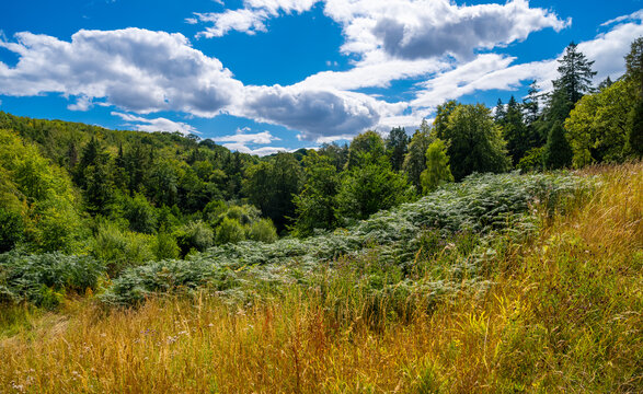 Lush clearing in Mulgrave Woods near Whitby, North Yorkshire, with dense ferns, golden summer grasses and woodland beneath a vivid blue sky and billowing clouds.