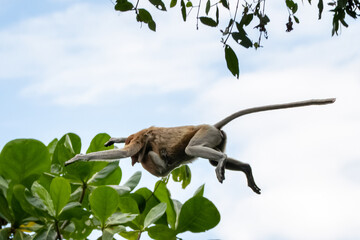 Proboscis monkey, Nasalis larvatus, leaping between trees with arms outstretched and long tail extended in a tropical forest canopy in Borneo © Fauzan Maududdin