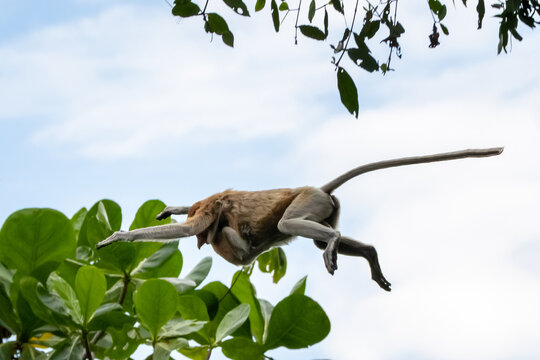 Proboscis monkey, Nasalis larvatus, leaping between trees with arms outstretched and long tail extended in a tropical forest canopy in Borneo