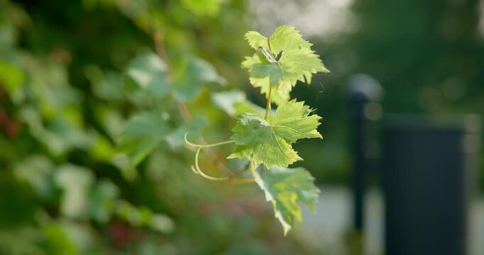 A grapevine with leaves sways in the wind with great depth of field on a sunny day