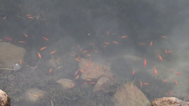 A school of small orange fish swimming in a murky pond with rocks.