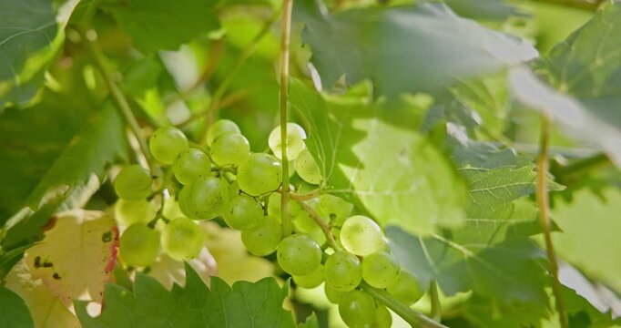 A close-up of a large cluster of grapes growing on a vine in a vineyard, captured with great depth of field