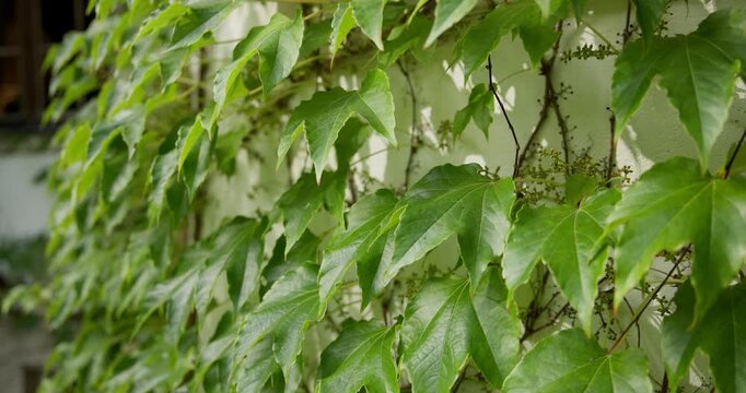 Close-up of wild ornamental grape leaves climbing a wall, swaying in a gentle breeze on a sunny day