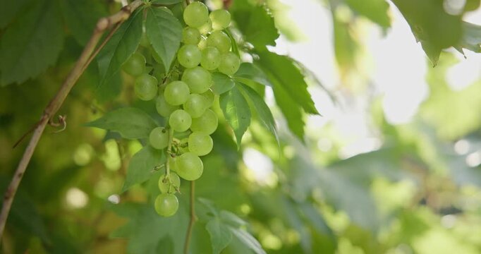 A close-up of a large cluster of grapes growing on a vine in a vineyard, captured with great depth of field