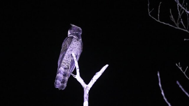 The great eared nightjar is the largest species in the family
