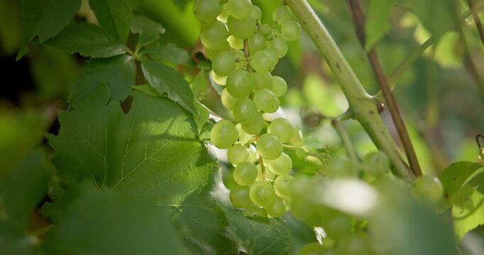 A close-up of a large cluster of grapes growing on a vine in a vineyard, captured with great depth of field