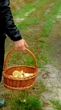Picking mushrooms in the forest. Selective focus.