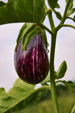 Aubergine  violette  , mara&icirc;chage  , plante , verdure , feuilles , simplicit&eacute; , &eacute;l&eacute;gance , minimalisme, portrait , aubergine ;gastronomie  , m&eacute;diterran&eacute;e ,fruit , l&eacute;gume ,&eacute;t&eacute; ,