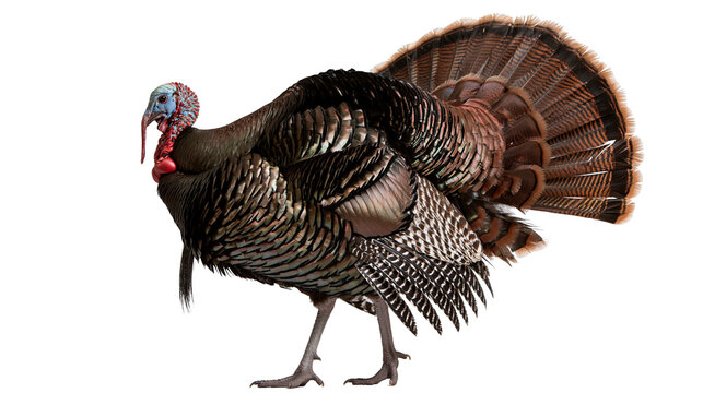 Adult male wild turkey with iridescent brown feathers and fanned tail plumage