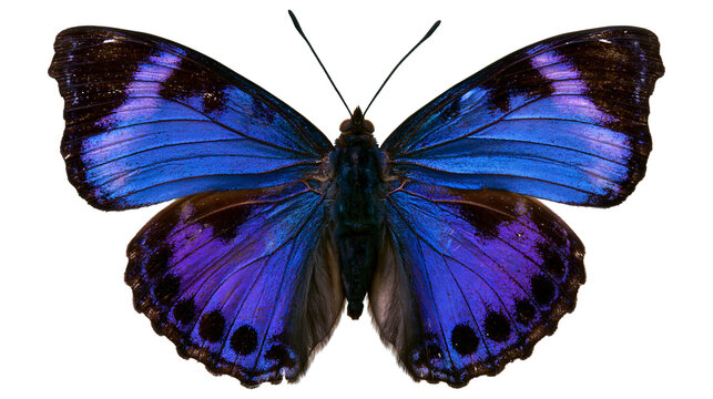Vibrant blue and purple Morpho butterfly with black wing edges and spotted pattern