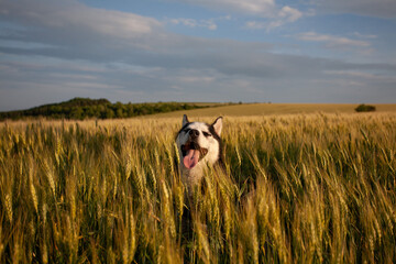 Siberian husky dog standing in a golden wheat field in summer © Marius