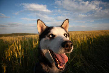 Happy siberian husky dog with blue eyes in a golden wheat field under a blue sky © Marius