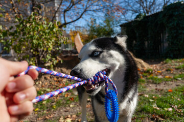 Siberian husky dog playing tug of war with a rope toy held by its owner outdoors © Marius