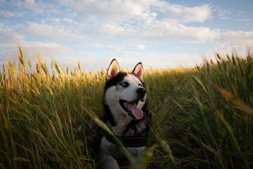 Siberian husky dog standing in tall green grass under a cloudy sky © Marius