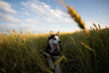 Siberian husky dog in a wheat field with cereal ears in the foreground © Marius