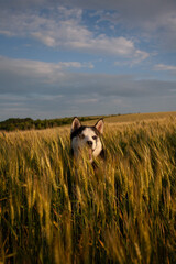 Vertical portrait of a siberian husky dog in a green wheat field © Marius