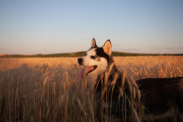 Siberian husky dog with tongue out in a golden wheat field at sunset © Marius