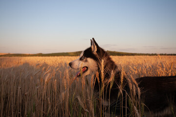Profile portrait of a siberian husky dog in a golden wheat field in warm evening light © Marius