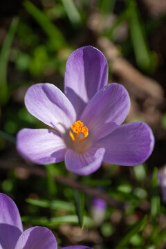 Purple crocus flowers blooming among green grass in an early spring garden
