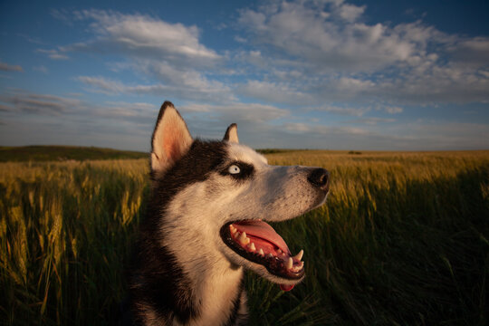 Siberian husky dog in a wheat field under a sky with white clouds