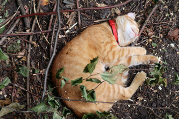 Ginger cat resting in garden bed © PROKOPYCH