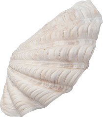 White Natural Marine Coastal Scallop Seashell © Ksuview