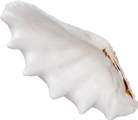 White Natural Marine Coastal Scallop Seashell © Ksuview