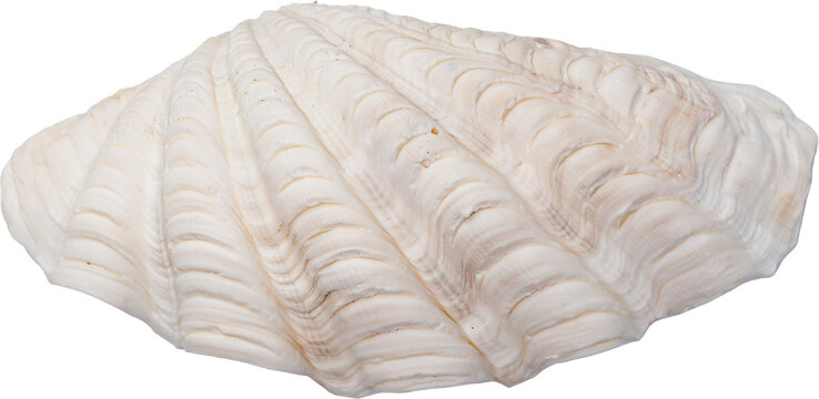 White Natural Marine Coastal Scallop Seashell