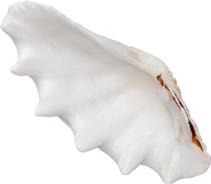 White Natural Marine Coastal Scallop Seashell