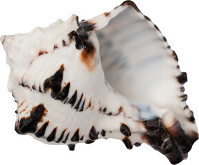 Black And White Natural Marine Sea Shell © Ksuview