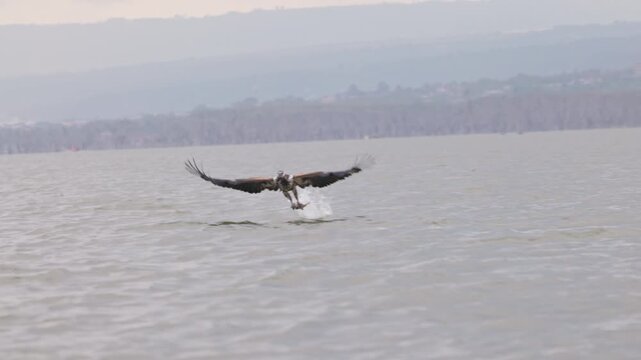 African birds flying over water and interacting with other wildlife in Maasai Mara, Kenya. Natural behavior and diverse birdlife photographed during a safari.