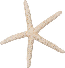 White Natural Marine Coastal Starfish © Ksuview