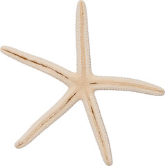 White Natural Marine Coastal Starfish © Ksuview
