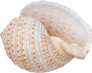 Brown Natural Marine Spiral Conch Shell © Ksuview