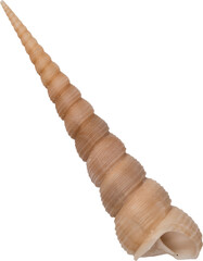 Brown Natural Marine Spiral Conch Shell © Ksuview