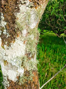Fruticose lichen and moss patches on a farm tree bark