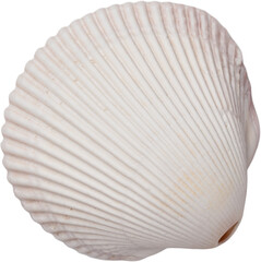 White Natural Marine Sea Shell © Ksuview