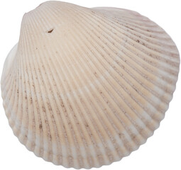 White Natural Marine Sea Shell © Ksuview