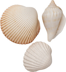 White Natural Marine Scattered Sea Shells © Ksuview