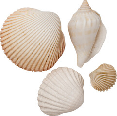White Natural Marine Scattered Sea Shells © Ksuview