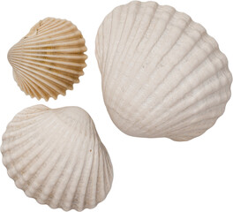 White Natural Marine Scattered Sea Shells © Ksuview